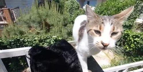 娱乐吃瓜酱流浪猫小菊,娱乐吃瓜酱的温馨故事 第3张 娱乐吃瓜酱流浪猫小菊,娱乐吃瓜酱的温馨故事 第3张